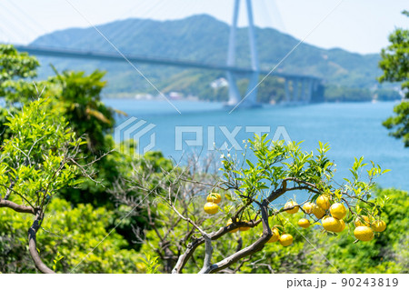 《広島県》レモン谷の風景・レモン谷付近から撮影した風景_多々羅大橋・しまなみ海道 90243819