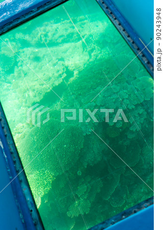 高知県土佐清水市　竜串海岸から見残し海岸への海底に見える珊瑚 90243948