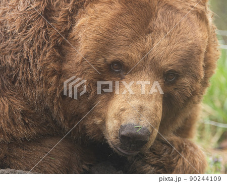 アメリカグマ 90244109