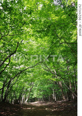 新緑の遊歩道《グリーンフォレスト》 新緑の遊歩道《グリーンフォレスト》 90244142