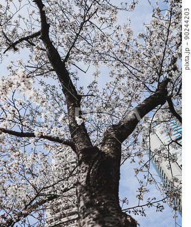 満開の桜 満開の桜 90244203