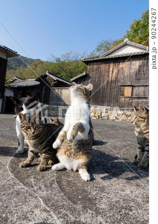 好奇心旺盛な猫 キジトラ猫 好奇心旺盛な猫 キジトラ猫 90244267