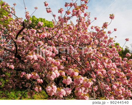 桜 90244540