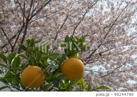 花 花 90244790