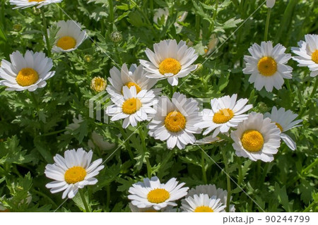 花 花 90244799