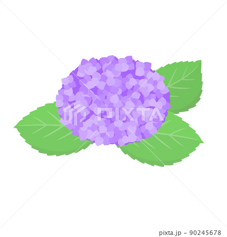 一輪の紫色のあじさいの花と葉っぱのイラスト- 梅雨や6月のイメージ素材 一輪の紫色のあじさいの花と葉っぱのイラスト- 梅雨や6月のイメージ素材 90245678