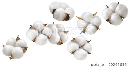 Cotton plant flower isolated on white background 90245856