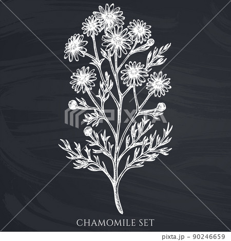 Tea herbs hand drawn vector illustrations collection. Chalk chamomile. Tea herbs hand drawn vector illustrations collection. Chalk chamomile. 90246659