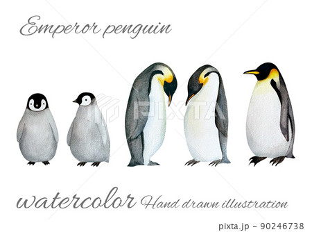可愛いペンギンの親子の水彩画素材のイラスト素材 [90246738] - PIXTA