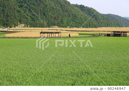風景 葦原 順天湾湿地 90246947