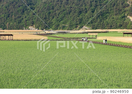 風景 葦原 遊歩道 90246950