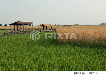 風景 葦原 遊歩道 90246959
