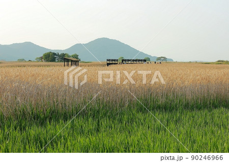 風景 葦原 順天湾湿地 90246966