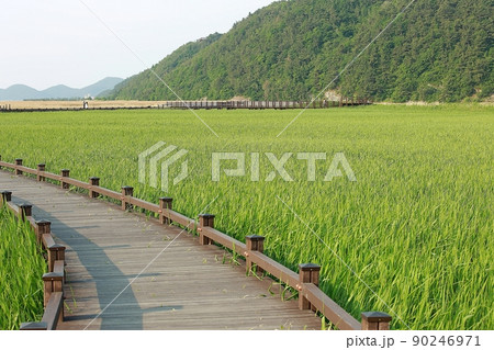 風景 葦原 遊歩道 90246971