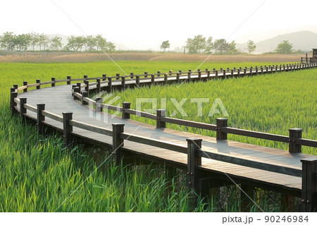 葦原 遊歩道 順天湾湿地 90246984
