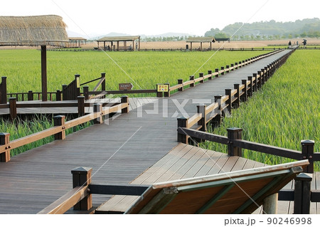 風景 葦原 遊歩道 90246998
