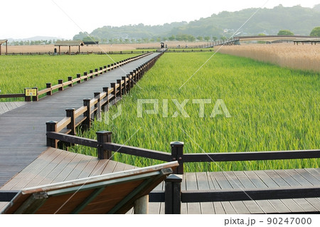 風景 葦原 遊歩道 90247000