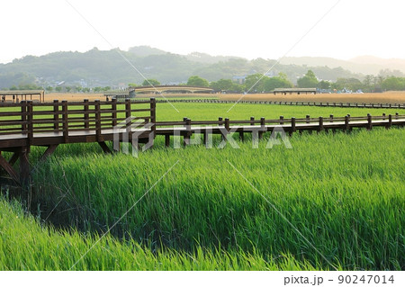 風景 景色 葦原 90247014