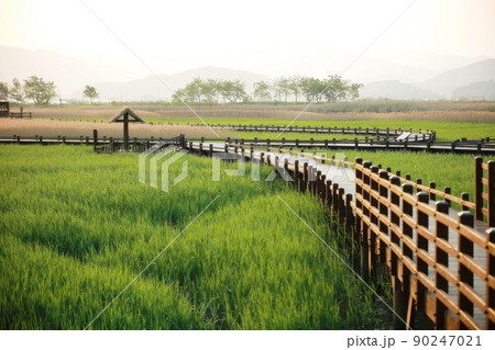 風景 葦原 順天湾湿地 90247021