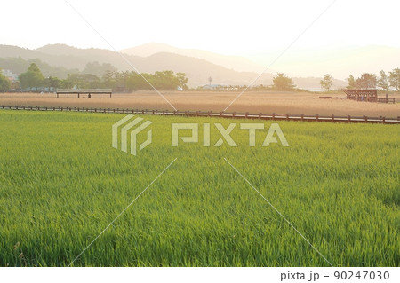 風景 葦原 遊歩道 90247030