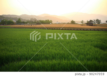 風景 葦原 順天湾湿地 90247059