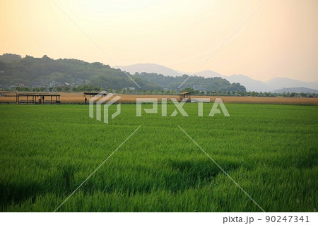風景 葦原 順天湾湿地 90247341