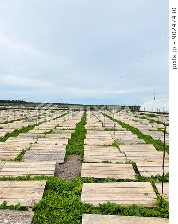 Plantation with wooden structures for snail habitation and greenery for snail feeding Plantation with wooden structures for snail habitation and greenery for snail feeding 90247430