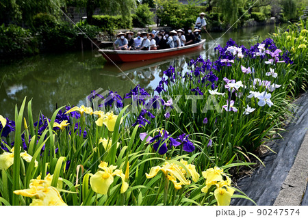 柳川市 川下り 巡る掘割 花菖蒲 柳川市 川下り 巡る掘割 花菖蒲 90247574