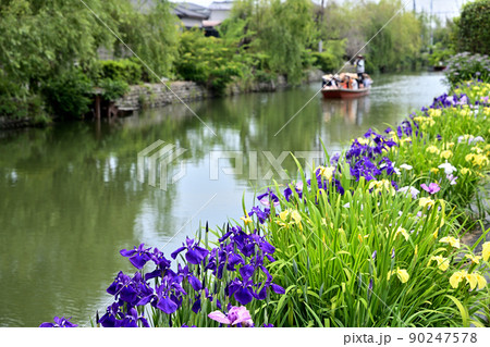 柳川市 川下り 巡る掘割 花菖蒲 柳川市 川下り 巡る掘割 花菖蒲 90247578