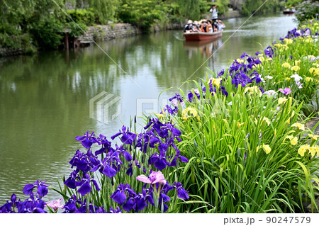 柳川市　川下り　巡る掘割　花菖蒲 90247579