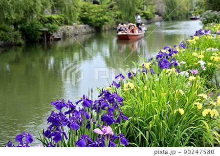 柳川市 川下り 巡る掘割 花菖蒲 柳川市 川下り 巡る掘割 花菖蒲 90247580