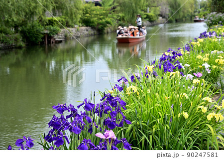 柳川市 川下り 巡る掘割 花菖蒲 柳川市 川下り 巡る掘割 花菖蒲 90247581