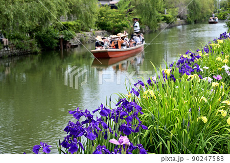 柳川市 川下り 巡る掘割 花菖蒲 柳川市 川下り 巡る掘割 花菖蒲 90247583