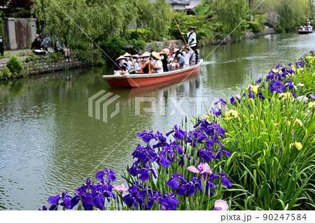柳川市 川下り 巡る掘割 花菖蒲 柳川市 川下り 巡る掘割 花菖蒲 90247584