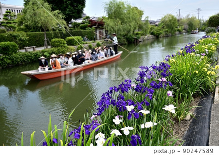 柳川市 川下り 巡る掘割 花菖蒲 柳川市 川下り 巡る掘割 花菖蒲 90247589