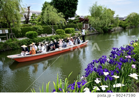 柳川市 川下り 巡る掘割 花菖蒲 柳川市 川下り 巡る掘割 花菖蒲 90247590
