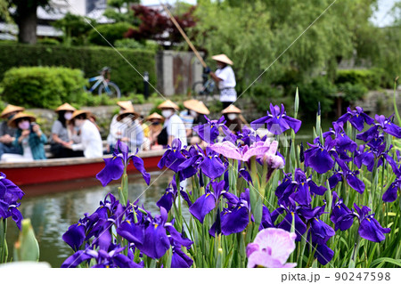 柳川市 川下り 巡る掘割 花菖蒲 柳川市 川下り 巡る掘割 花菖蒲 90247598