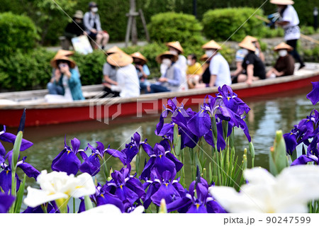 柳川市　川下り　巡る掘割　花菖蒲 90247599
