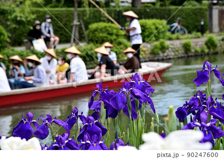 柳川市 川下り 巡る掘割 花菖蒲 柳川市 川下り 巡る掘割 花菖蒲 90247600