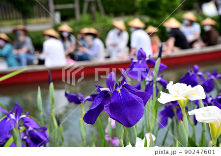 柳川市　川下り　巡る掘割　花菖蒲 90247601