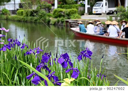 柳川市 川下り 巡る掘割 花菖蒲 柳川市 川下り 巡る掘割 花菖蒲 90247602