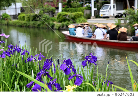 柳川市 川下り 巡る掘割 花菖蒲 柳川市 川下り 巡る掘割 花菖蒲 90247603