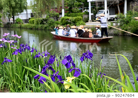 柳川市 川下り 巡る掘割 花菖蒲 柳川市 川下り 巡る掘割 花菖蒲 90247604