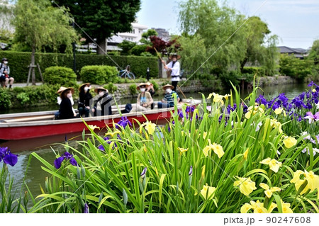 柳川市　川下り　巡る掘割　花菖蒲 90247608