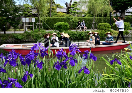 柳川市　川下り　巡る掘割　花菖蒲 90247610