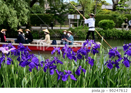 柳川市 川下り 巡る掘割 花菖蒲 柳川市 川下り 巡る掘割 花菖蒲 90247612