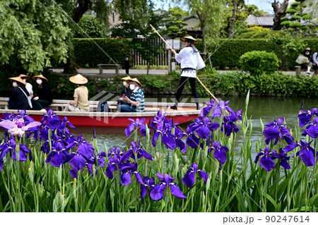 柳川市　川下り　巡る掘割　花菖蒲 90247614