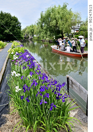 柳川市 川下り 巡る掘割 花菖蒲 柳川市 川下り 巡る掘割 花菖蒲 90247615