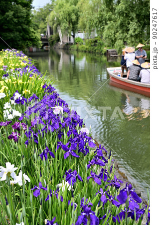 柳川市　川下り　巡る掘割　花菖蒲 90247617