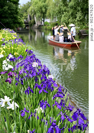 柳川市　川下り　巡る掘割　花菖蒲 90247620